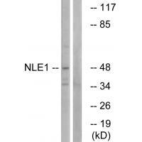 NLE1 Antibody in Western Blot (WB)