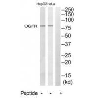 OGFR Antibody in Western Blot (WB)