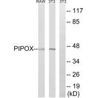 PIPOX Antibody in Western Blot (WB)