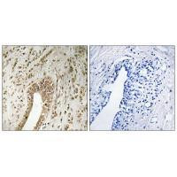 PHF3 Antibody in Immunohistochemistry (Paraffin) (IHC (P))