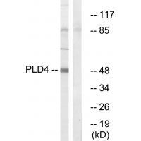 PLD4 Antibody in Western Blot (WB)