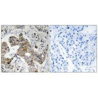 KCNK15 Antibody in Immunohistochemistry (Paraffin) (IHC (P))