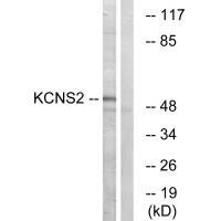 KCNS2 Antibody in Western Blot (WB)