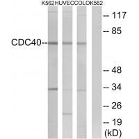 Cdc40 Antibody in Western Blot (WB)