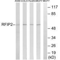 RAB11FIP2 Antibody in Western Blot (WB)