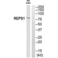 REPS1 Antibody in Western Blot (WB)