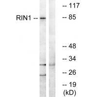 RIN1 Antibody in Western Blot (WB)