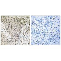 ARHGEF19 Antibody in Immunohistochemistry (Paraffin) (IHC (P))
