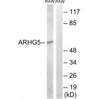 GEF5 Antibody in Western Blot (WB)