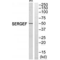 SERGEF Antibody in Western Blot (WB)