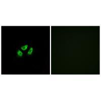 SCN7A Antibody in Immunocytochemistry (ICC/IF)