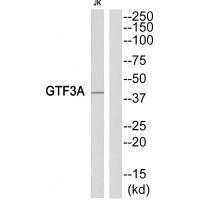 GTF3A Antibody in Western Blot (WB)