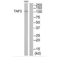 TAF3 Antibody in Western Blot (WB)