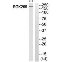 PEAK1 Antibody in Western Blot (WB)