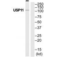 USP11 Antibody in Western Blot (WB)