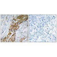 USP32 Antibody in Immunohistochemistry (Paraffin) (IHC (P))
