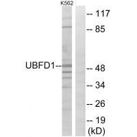 UBFD1 Antibody in Western Blot (WB)