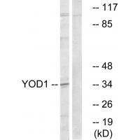 YOD1 Antibody in Western Blot (WB)