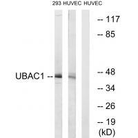 UBAC1 Antibody in Western Blot (WB)