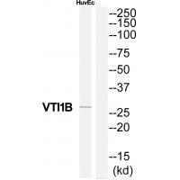 VTI1B Antibody in Western Blot (WB)