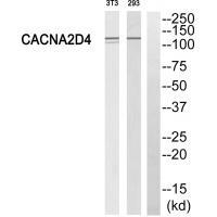 CACNA2D4 Antibody in Western Blot (WB)