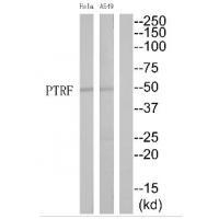 PTRF Antibody in Western Blot (WB)