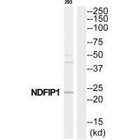 NDFIP1 Antibody in Western Blot (WB)