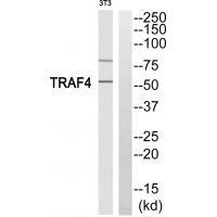 TRAF4 Antibody in Western Blot (WB)