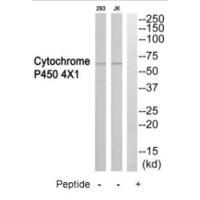 CYP4X1 Antibody in Western Blot (WB)