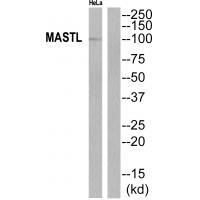MASTL Antibody in Western Blot (WB)