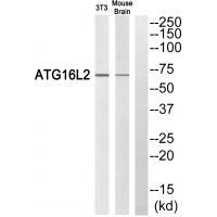 ATG16L2 Antibody in Western Blot (WB)