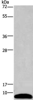 PCP4 Antibody in Western Blot (WB)