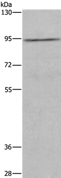 MUC15 Antibody in Western Blot (WB)