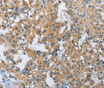 FGF9 Antibody in Immunohistochemistry (Paraffin) (IHC (P))