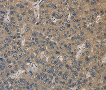 COX4NB Antibody in Immunohistochemistry (Paraffin) (IHC (P))