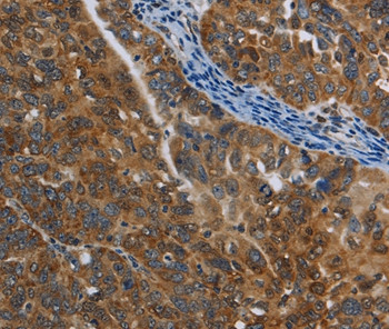 COX6B2 Antibody in Immunohistochemistry (Paraffin) (IHC (P))