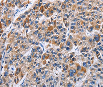 ENPP5 Antibody in Immunohistochemistry (Paraffin) (IHC (P))
