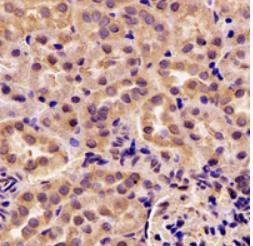 GIP Antibody in Immunohistochemistry (Paraffin) (IHC (P))