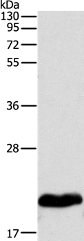 MYL2 Antibody in Western Blot (WB)