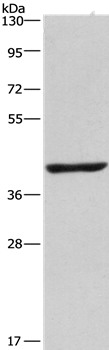 NME7 Antibody in Western Blot (WB)