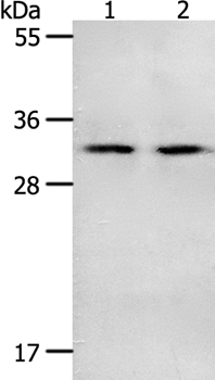 NME6 Antibody in Western Blot (WB)