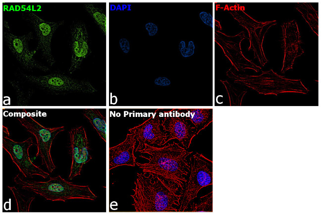 RAD54L2 Antibody in Immunocytochemistry (ICC/IF)