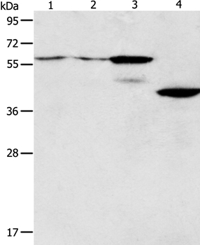 PGBD2 Antibody in Western Blot (WB)
