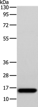 AP2S1 Antibody in Western Blot (WB)