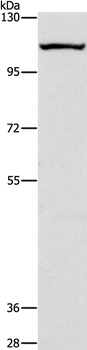 GPIP137 Antibody in Western Blot (WB)