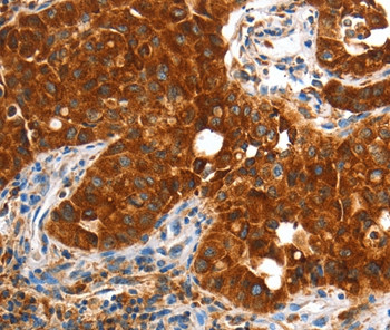 VWA5A Antibody in Immunohistochemistry (Paraffin) (IHC (P))