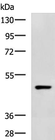 C3a Receptor Antibody in Western Blot (WB)