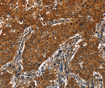 CATSPER4 Antibody in Immunohistochemistry (Paraffin) (IHC (P))
