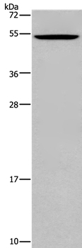 CATSPER3 Antibody in Western Blot (WB)