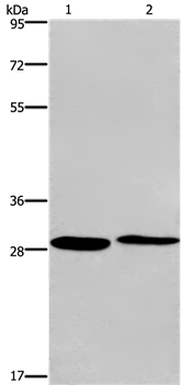 CPSF4 Antibody in Western Blot (WB)